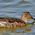 Voilà de jolis petits canards sauvages hivernants