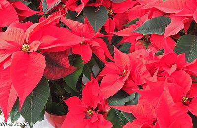 Le Poinsettia star des plantes de fin d'année !