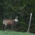 un chamois