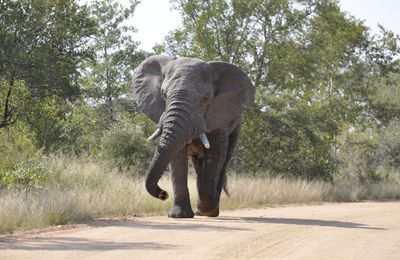 Afrique du Sud...