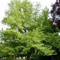 GINKGO biloba