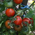 Mes tomates sous serre - Super année sans maladie avec du rendement !