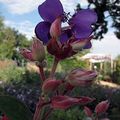 Tibouchina urvilleana 