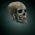 Rare crâne trophée, Asmat, Irian Jaya - Indonésie 