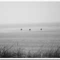 au galop sur  la  plage (Hardelot  avril 2010)