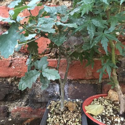 Chêne pédonculé - Quercus robur