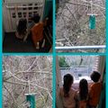Observation des oiseaux sur la mangeoire