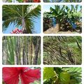 Martinique #1 La flore et la faune