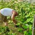 PLUS D’UNE TONNE DE LÉGUMES RÉCOLTÉE.