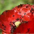 gentils coquelicots mesdames, gentils coquelicots