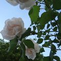 Roses blanches.