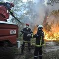 La faune déboussolée par l'incendie de Lacanau