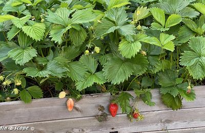 Des fraisiers au jardin pour des desserts gourmands !