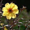 Contre-jour floral