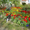 Jardin  de tulipes