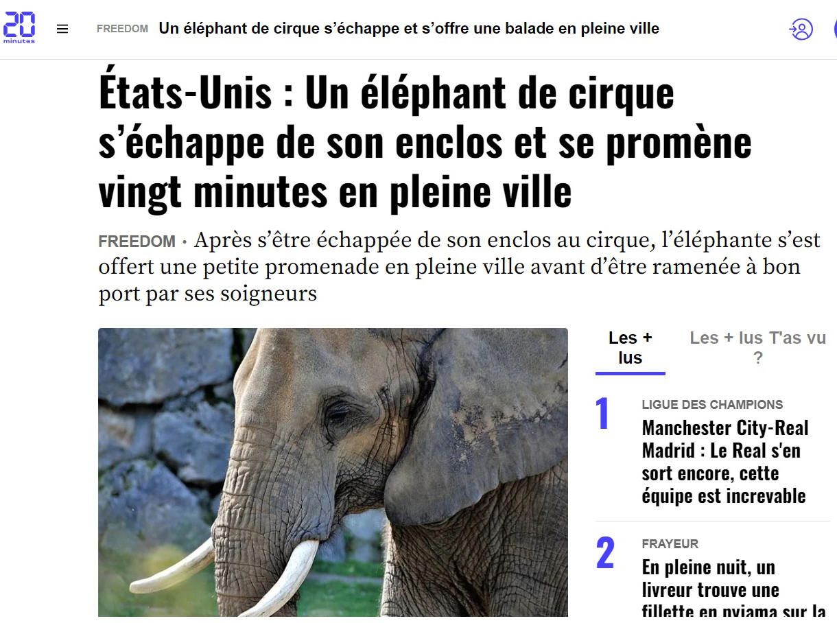 shopping éléphant