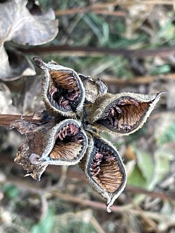 Mercredi 29 oct 2025 : hier j'étais dans les Combrailles , sur mes pas dans la commune de Manzat et environs  mon diapo s'en suit  et sur la fin retour @ la maison 🏡 