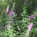 une nouvelle semaine sans pluie au jardin