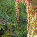 Couleurs suspendues...