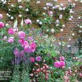 Une rose parfumée 'Baronne Prévost', dans le jardin anglais de Mottisfont Abbey...