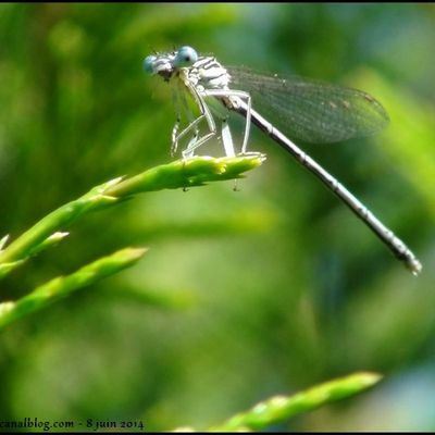 Quelques habitants du Jardin
