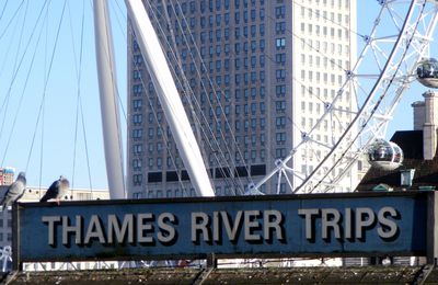 Thames river trips
