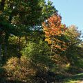 Forêt d'Orléans - Couleurs d'Automne 