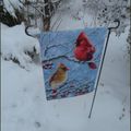 Un Couple de cardinaux dans la neige......