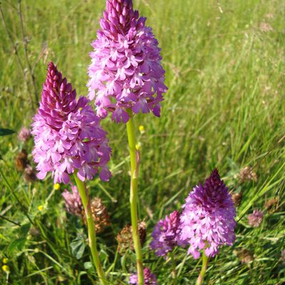 Anacamptis Pyramidalis - Orchis Pyramidal - 2009