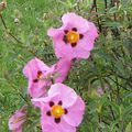 cistus purpureus X