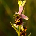 Ophrys pseudoscolopax