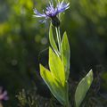 Bleuet des montagnes