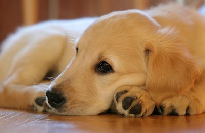 Les croquettes pour chiens et chats: un poison pour ceux qu'on aime