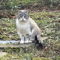 [GRIF' Abrite] Qui veut de moi comme filleule? Biscotte, chatte de grange.