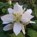 Une étoile est née dans mon jardin de l'Hérault