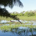 Retour à Cuiaba, let's go to see the Pantanal !