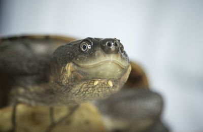 Australie : une mystérieuse maladie décime une tortue d’eau douce