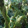 La forêt amazonienne de Velars sur Ouche