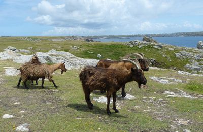 Troupeau de chèvres à Ouessant