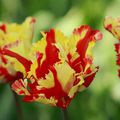 Tulipe Flaming Parrot