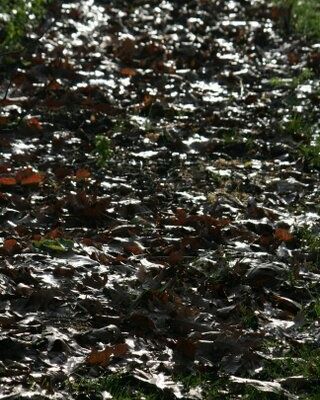 *** Que la lumière vous éblouisse, qu'elle