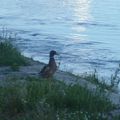 Canard sur la rive, quai Chatelet