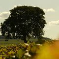 Un dimanche à la campagne