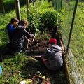 Plantation de nos petites plantes en élémentaire.