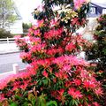 Notre pieris japonica