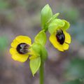 Ophrys jaune