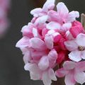 Un arbuste qui se couvre de fleurs parfumées tout l'hiver...