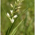 Céphalanthère à longues feuilles : Cephalanthera longifolia