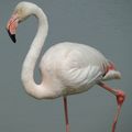 LE FLAMANT ROSE - (PHOENICOPTERUS ROSEUS) 