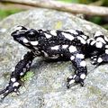 BOLIVIE - Une grenouille redécouverte... grâce à un photographe amateur ! [ou l'Aventurier de la Grenouille Perdue]